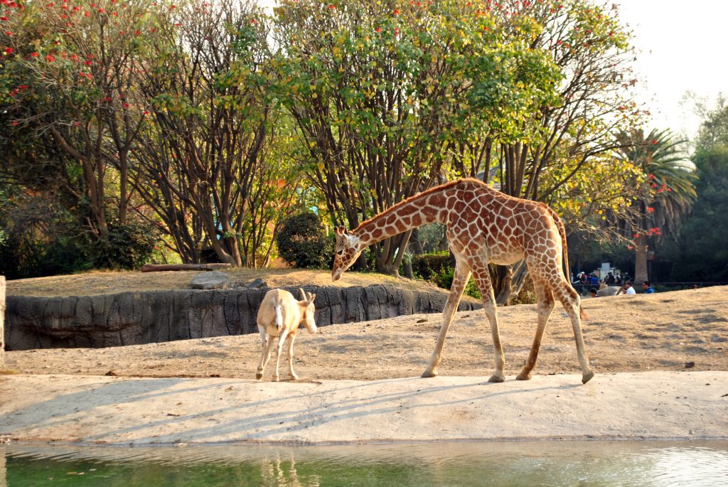 10 zoológicos mas famosos de Mexico con Viatge